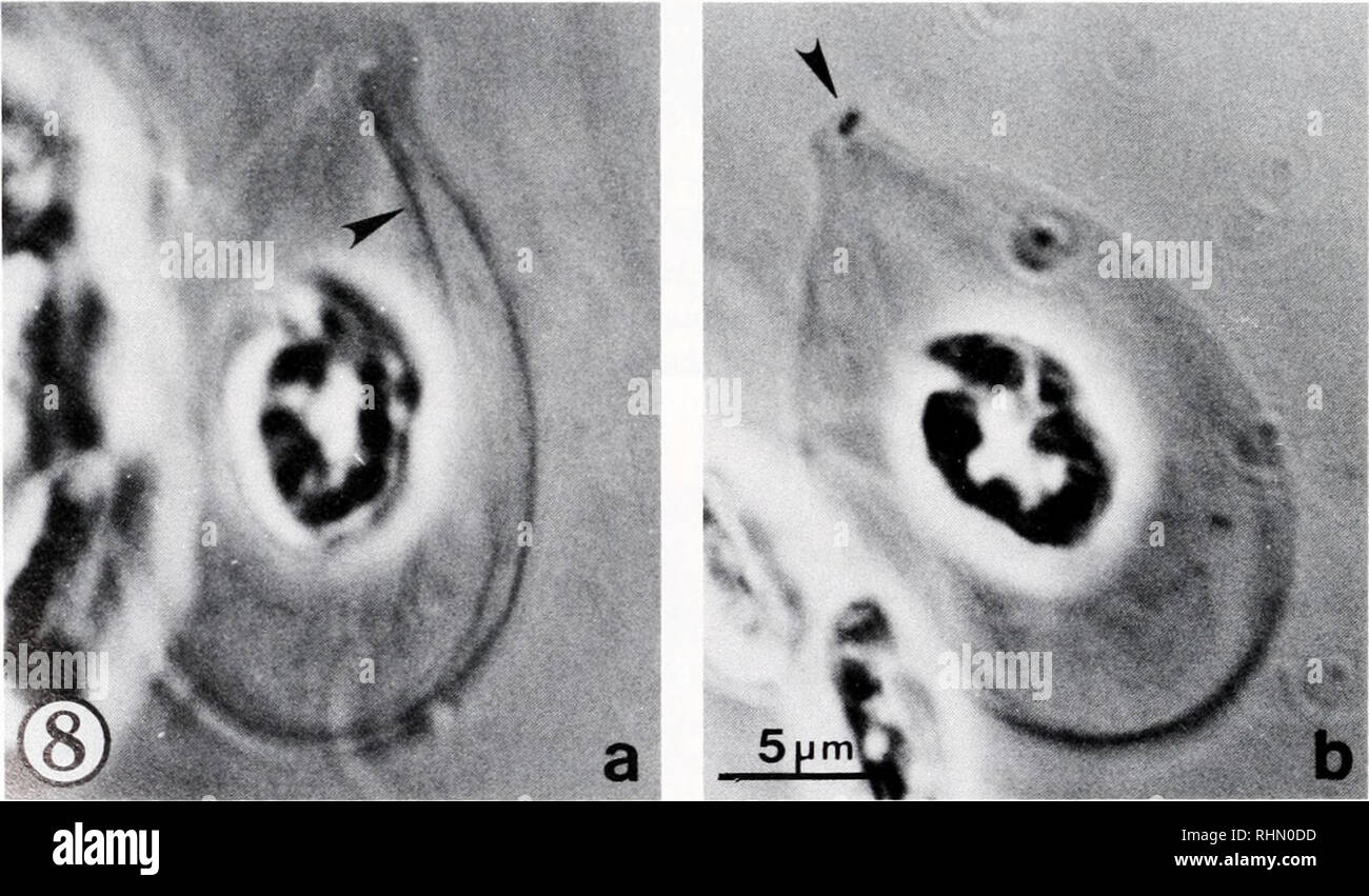 . The Biological bulletin. Biology; Zoology; Biology; Marine Biology. FIGURE 7. Skate erythrocyte cytoskeleton whole mount, uranyl acetate staining, TEM. Example in which the centriole pair is located closer to nucleus than to MB. (a) Survey view; centrioles at arrow; N = nucleus, (b) Higher magnification view of centrioles; few, if any, radiating microtubules are present. The centrioles are enmeshed between the two surface-associated cytoskeleton layers, which form a surrounding network (SAC), (c) Underexposed print of the centriole pair.. FIGURE 8. A rarely observed pointed skate erythrocyte Stock Photo