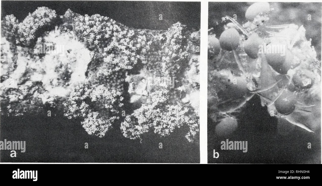 . The Biological bulletin. Biology; Zoology; Biology; Marine Biology ...