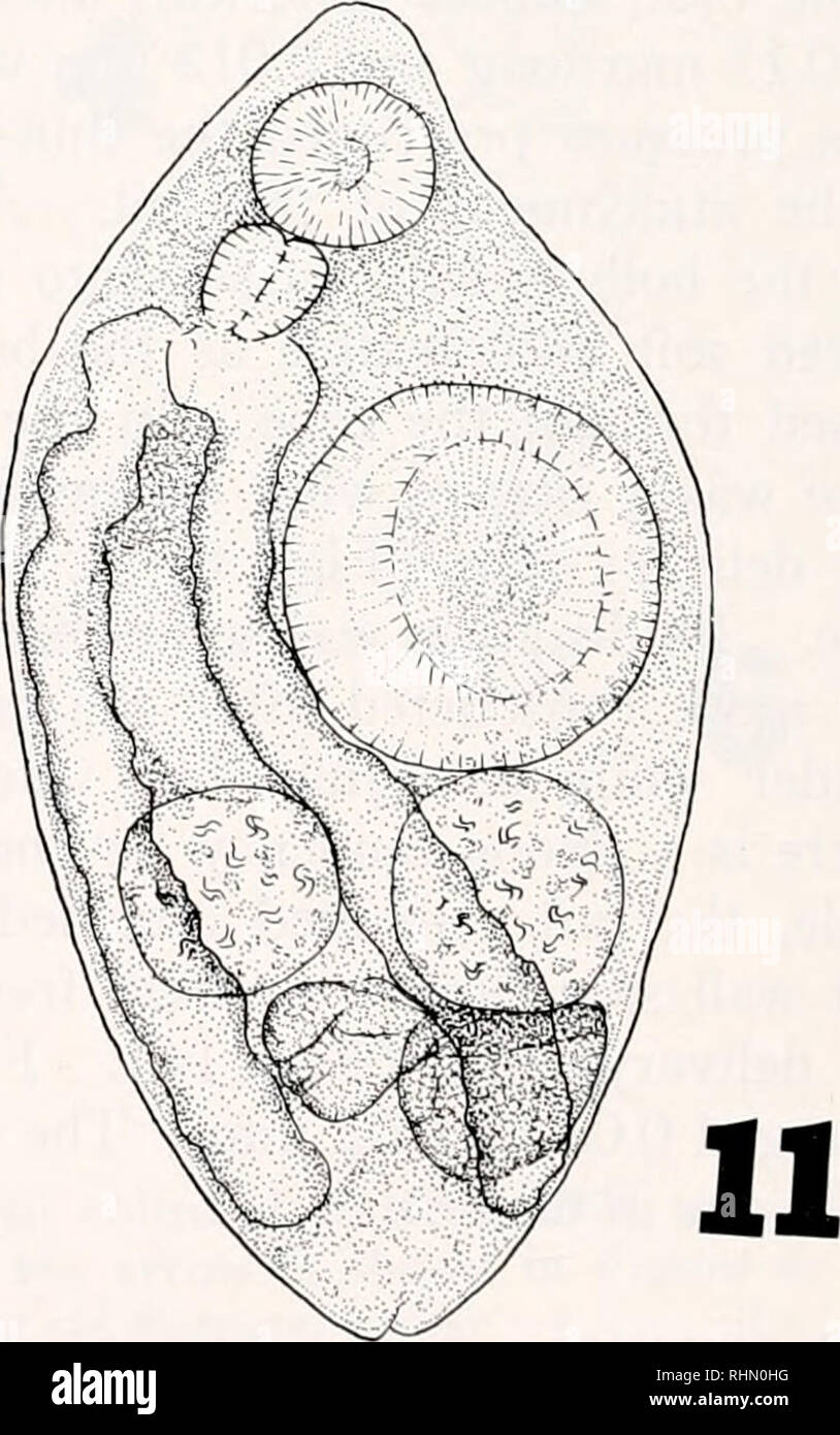 . The Biological bulletin. Biology; Zoology; Biology; Marine Biology. 9. FIGURE 7. Cercaria measured alive; cyst 0.050 by O.OSS mm, tail 0.20 mm long, 0.008 wide at base. Heat killed, in alcohol; cyst 0.045 mm, tail, 16 mm long. FIGURE 8. Cercaria, under slight pressure, beginning to emerge through the extruded delivery tube. FIGURE 9. Cercaria after emergence: anterior end bent ventral, flattened, 0.11 by 0.035 mm.. Please note that these images are extracted from scanned page images that may have been digitally enhanced for readability - coloration and appearance of these illustrations may n Stock Photo