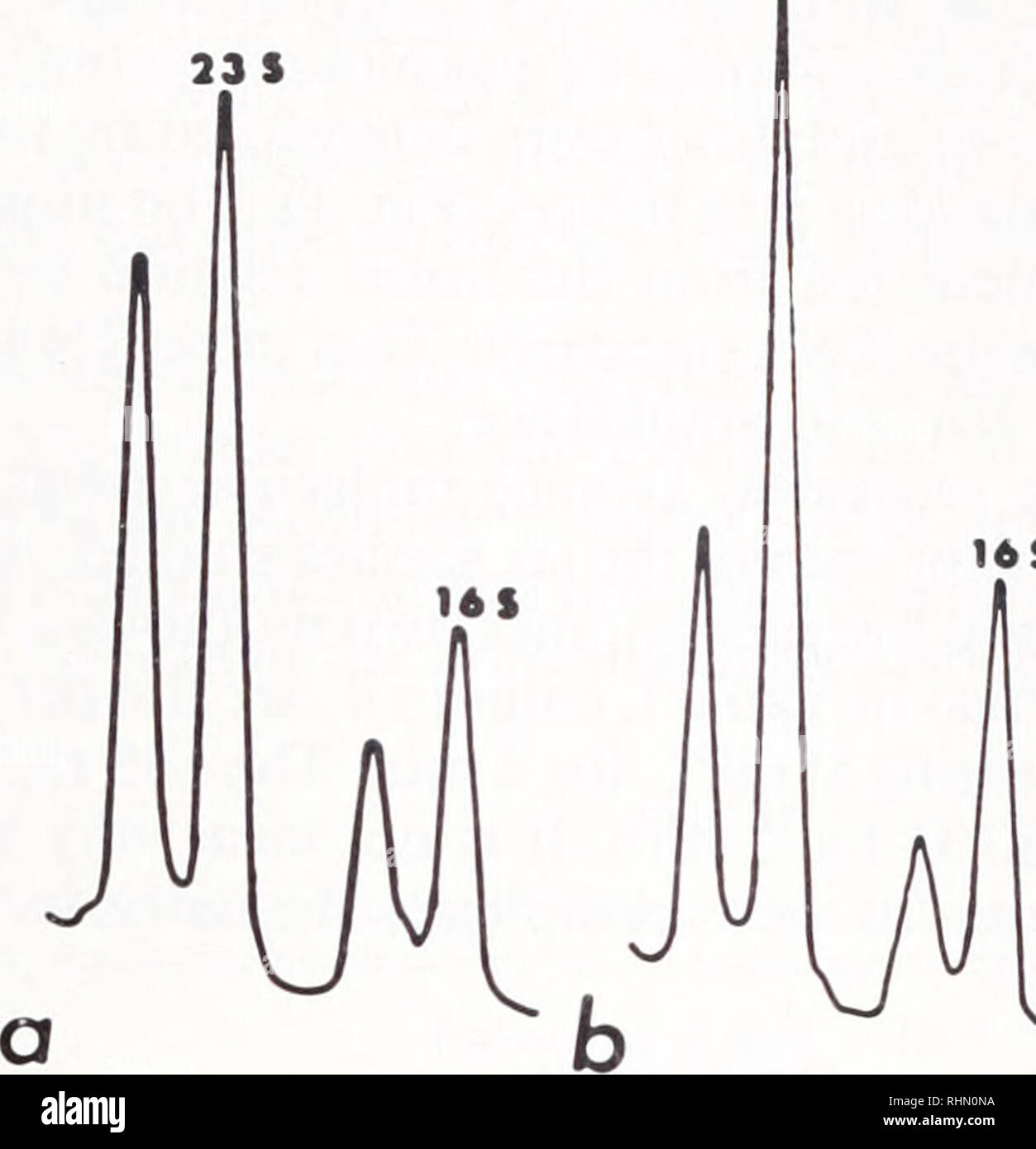 Rrna High Resolution Stock Photography And Images Alamy
