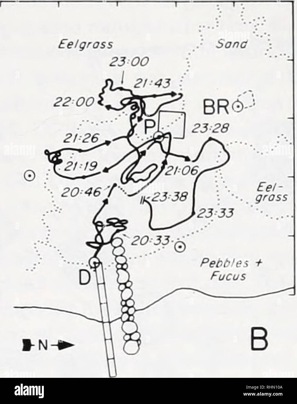 . The Biological bulletin. Biology; Zoology; Biology; Marine Biology. B Figure 1. Detail of the field site map showing homing tracks of two lobsters, both stable residents of shelters near BR. A. On 7 September, a 56-mm CL male was released at the dock (D) at 23:24 h; he returned home (near BR) in 2 h, 12 min and remained there for at least 8 min, when observations were terminated; he continued to use his home shelter for several more weeks. B. On 16 September, a 51-mm CL female was released at D at 20:28 h; she did not return home (near BR) in the observation time (3 h, 10 min), but was found Stock Photo