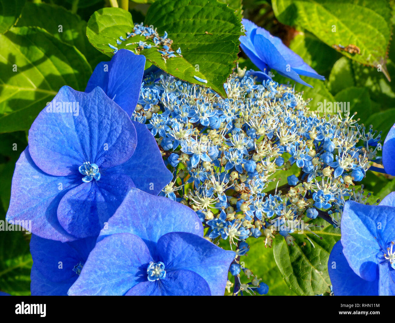 CloseUp Of Blue Flowers Blooming Outdoors. Photo Taken In New Zealand, North Island Stock Photo