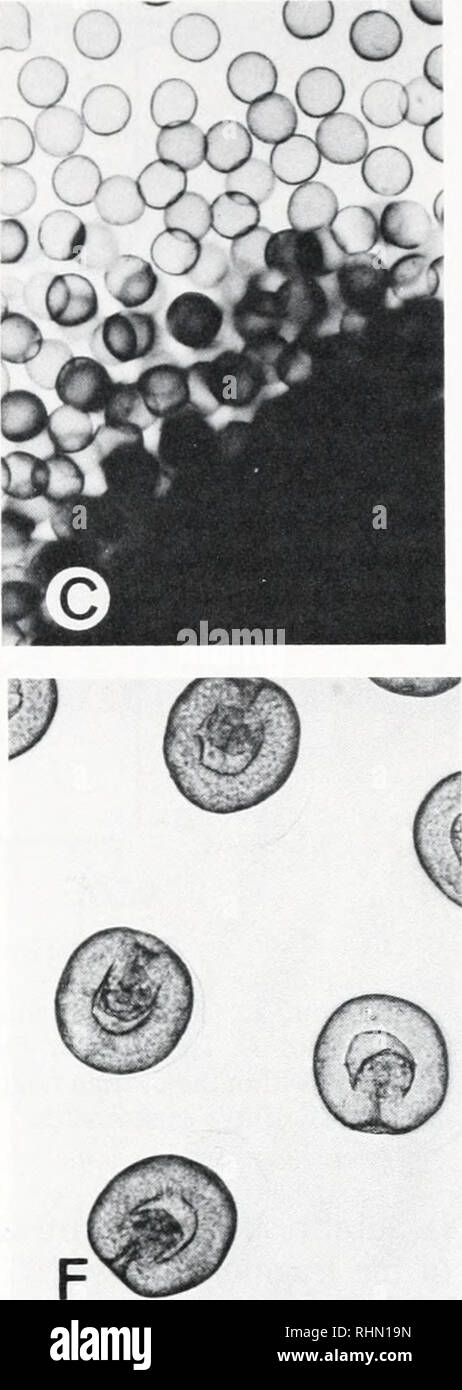 . The Biological bulletin. Biology; Zoology; Biology; Marine Biology. c ° u. FIGURE 1. Effects of radial nerve homogenates on ovarian fragments and on oocytes with follicle cells. A: control ovarian fragments after 50 min in sea water. H. leucospilota. The bar (500 nm) is common to A, B, and C. B: mature oocytes extruded from a cut-end of an ovarian fragment incubated with RNH (10 mg/ml) for 30 min. H. leucospilota. C: same as B. H. percica.. D: isolated oocytes with follicle cells in sea water (control). H. pervicax. The bar (100 ^m) is common to D, E, and F. E: isolated oocytes with follicl Stock Photo