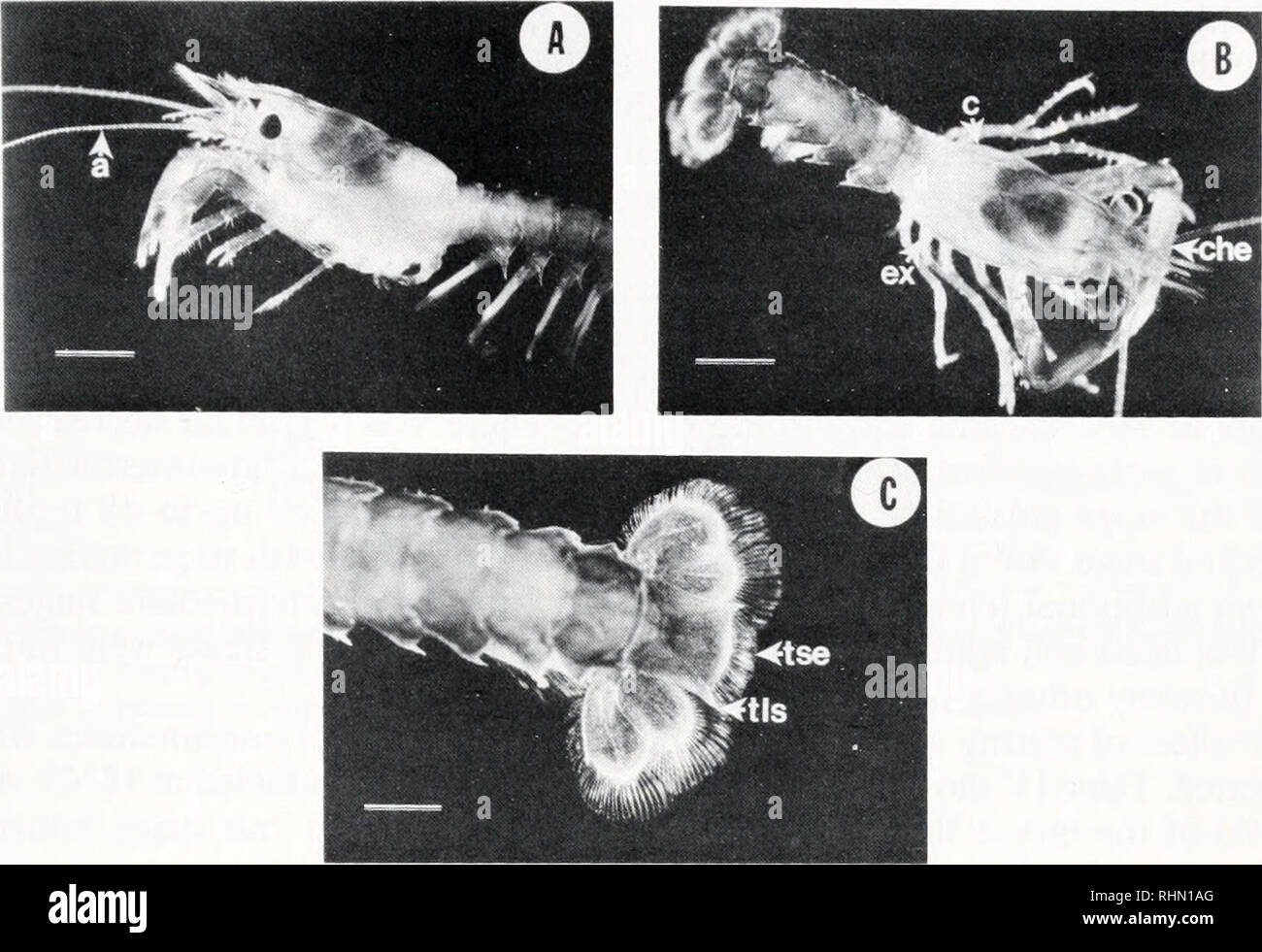 . The Biological bulletin. Biology; Zoology; Biology; Marine Biology