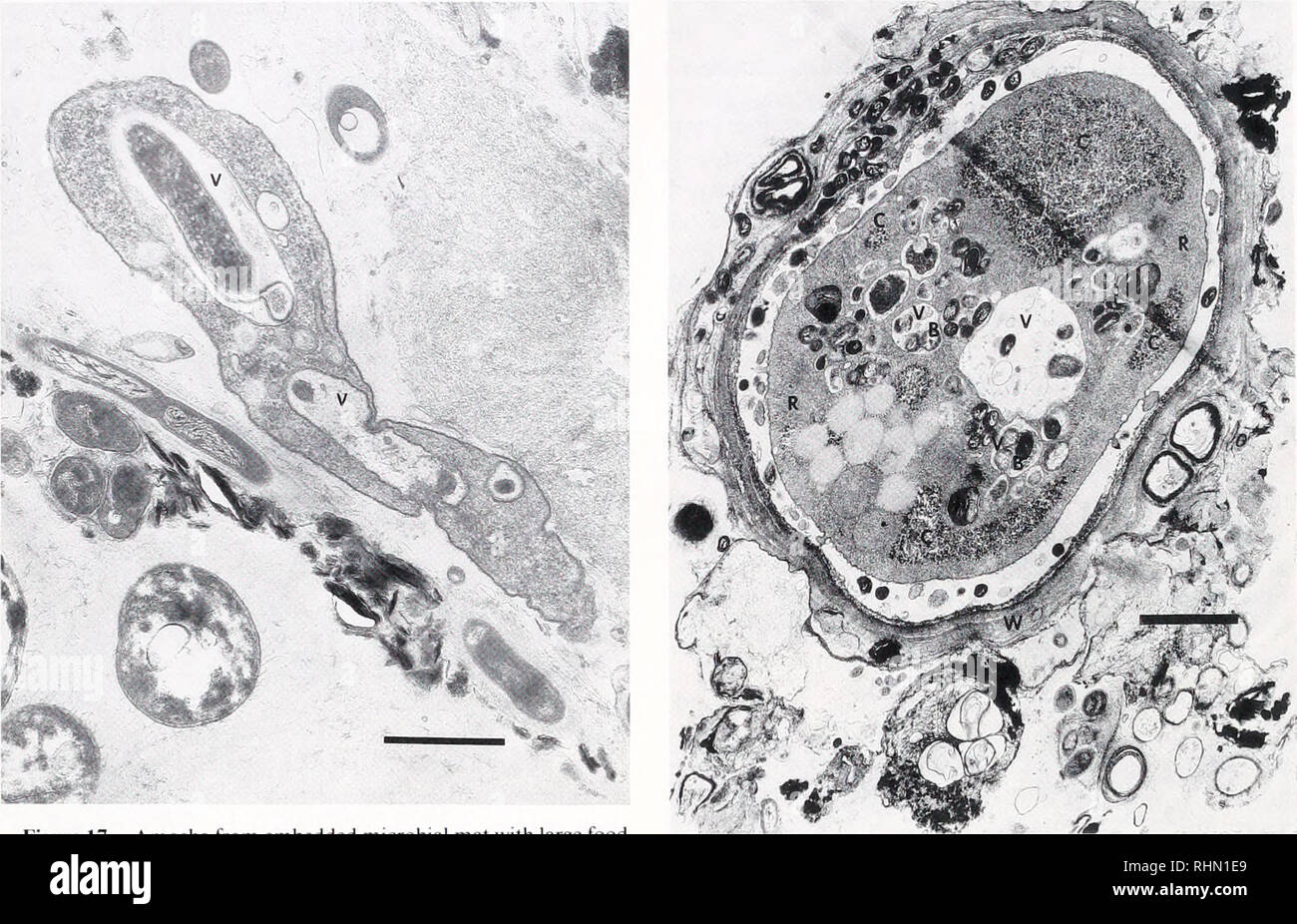 . The Biological bulletin. Biology; Zoology; Biology; Marine Biology