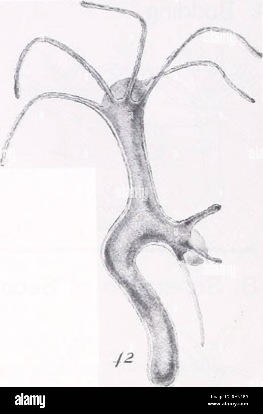 Buy Vintage Hydra Classroom Chart From Turtox, General Biological Supply  House Online in India - Etsy