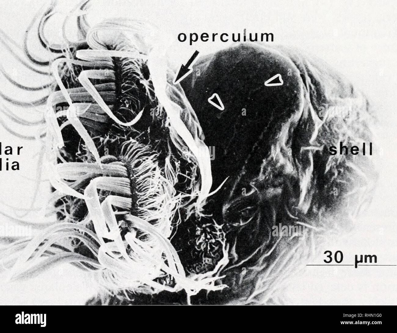 . The Biological bulletin. Biology; Zoology; Biology; Marine Biology ...