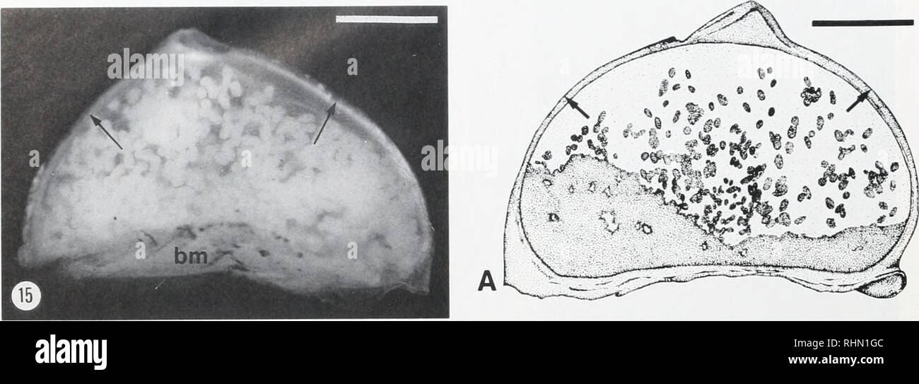 . The Biological bulletin. Biology; Zoology; Biology; Marine Biology. 42 R. G. GUSTAFSON KT A I.. Figure 15. Light micrograph of convex side of Galapagos Rift inflated triangular egg capsule with embryos visible through the transparent cap- sule wall. Arrows mark the lateral ridges. Scale bar = 1 mm. bm. basal membrane. oothecae in different gastropod taxa is characteristic of the species, and in some cases, of higher orders of clas- sification, and may be valuable in taxonomy. It should be noted, however, that similar capsules may be produced by taxonomically diverse species, while in other c Stock Photo