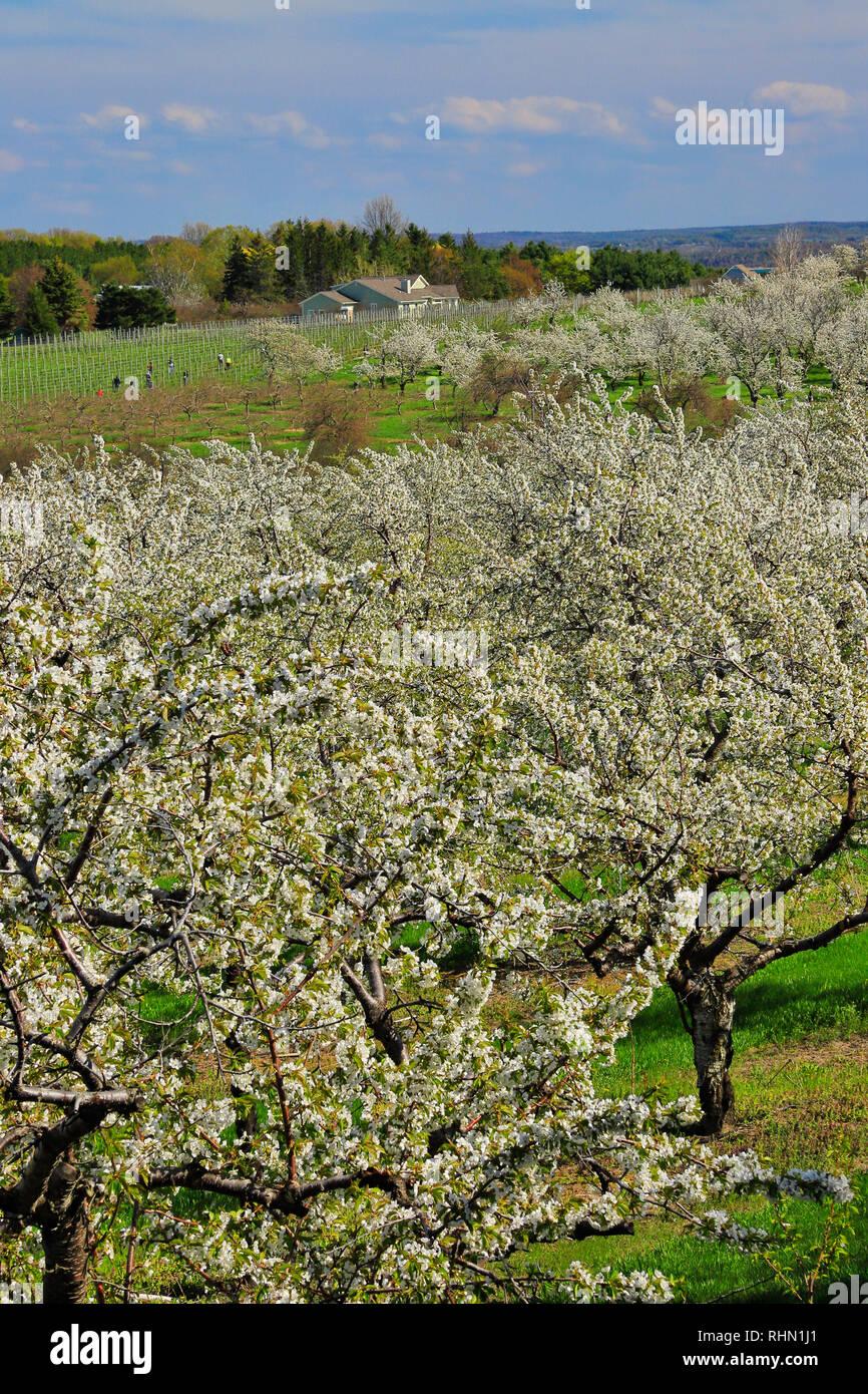 Traverse city cherry orchard hi-res stock photography and images - Alamy