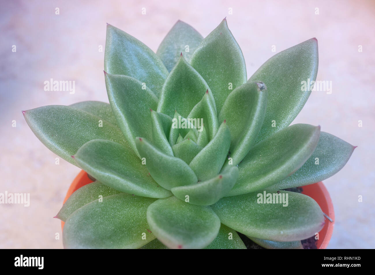 Close up of Houseleek (Sempervivum tectorum) Stock Photo