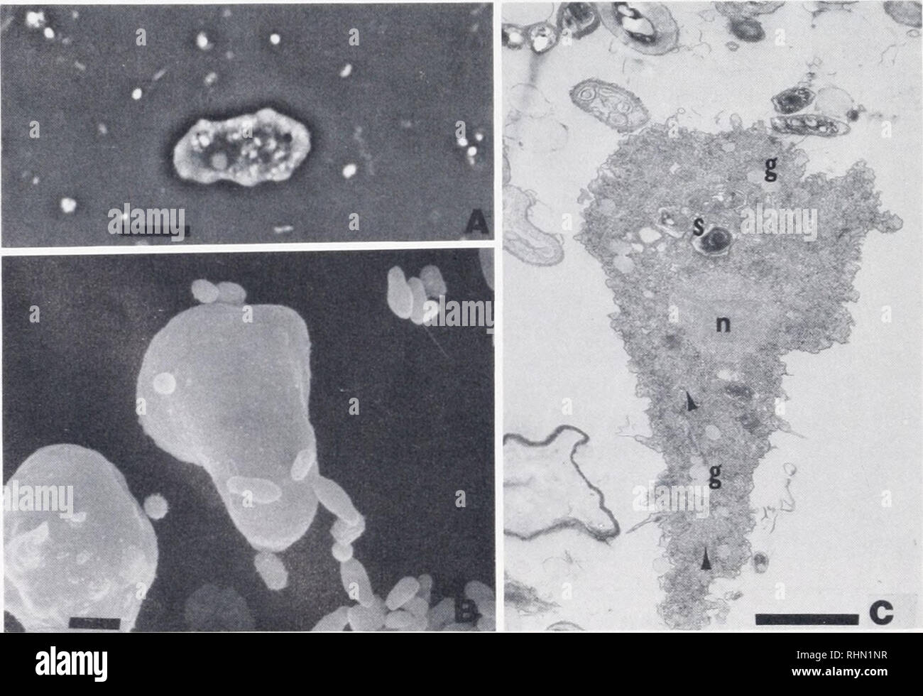 . The Biological bulletin. Biology; Zoology; Biology; Marine Biology. y .: # I   FIGURE 4. TEM of a cyst in a mixed bacterial culture. Bar = 2 ^m. Amoeba at upper right, am amoeba, b = bacteria, c = cyst, s = spore.. g i * FIGURE 5. Monopodial amoebae. A. Phase contrast Bar = 5 nm. B. SEM Bar = 2 nm. C. TEM Note mitochondria with tubular cristae and granules, arrows = mitochondria, g = granules, n = nucleus, s = spore. Bar = 2. Please note that these images are extracted from scanned page images that may have been digitally enhanced for readability - coloration and appearance of these illustra Stock Photo