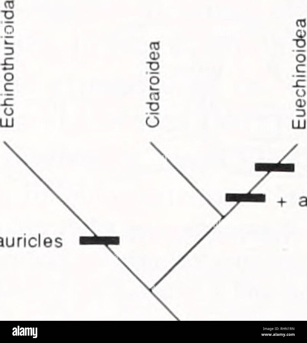 . The Biological bulletin. Biology; Zoology; Biology; Marine Biology. + auricles Figure 10. Echinoid phylogeny. The three possible phylogenetic relationships between cidaroids, echi- nothurioids, and nonechinothurioid euechinoids are shown. The states of two characters are noted in each case: presence of a vestibule during metamorphosis and the nature of lantern supports. Here we assume that the ancestor of post-Paleozoic echmoids lacked a vestibule and possessed cidaroid-type lantern supports. Acquisition of a vestibule and of lantern supports attached to ambulacral rows (euechinoid-type) are Stock Photo