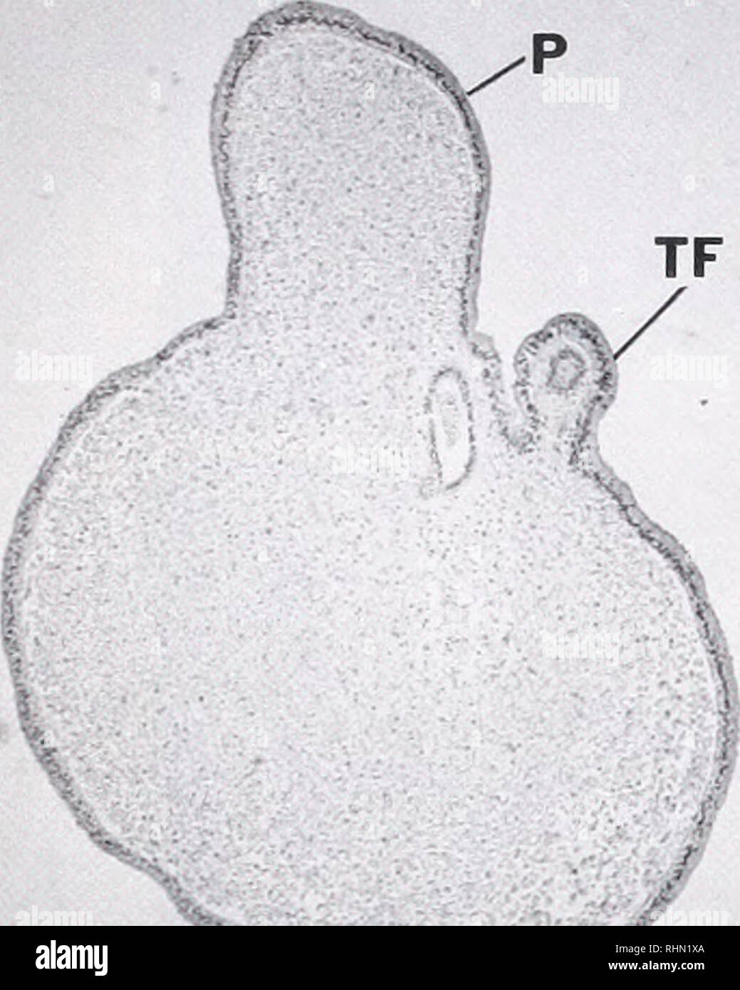 . The Biological bulletin. Biology; Zoology; Biology; Marine Biology. 106 A. L. PARKS ET AL. Figure 8. Asthenosoma ijimai lacks a vestibule. 6 nm Alizarin red and methylene blue stained section of a 101-h A ijimai larvae showing one psuedo arm (P) and a developing tube foot (TF). Embryos of sev- eral stages (35, 45, 56, 75, and 101 h) were serial sectioned and no evi- dence of a vestibule was found at any stage across the developing adult rudiment. Scale bar = early development in lecithotrophic echinoids of three, independently evolved euechinoid lineages [Echinome- tridae, Echinothuriidae, T Stock Photo