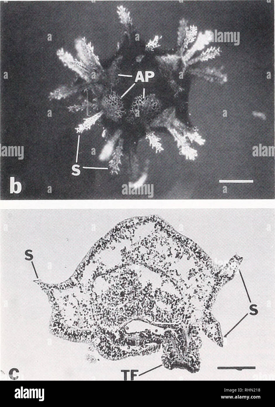 . The Biological bulletin. Biology; Zoology; Biology; Marine Biology. flfcrf ii^^^^^^^%; ^. Figure 4. Juvenile Phyllacanthus parvispinus. Three views of 141- h juveniles, a. Xylene-cleared whole mount, ahoral view. Note &quot;web- bing&quot; between spines, b. Polarized light view of the same specimen. Secretion of the five apical plates (AP) has begun; three are visible in this phase of polarized light. Spines (S) are all of the juvenile type. c. Six-^m eosin and Harris hematoxylin cross section. A single podium (TF) is visible, as are three spines. The section is oriented oral surface down.  Stock Photo