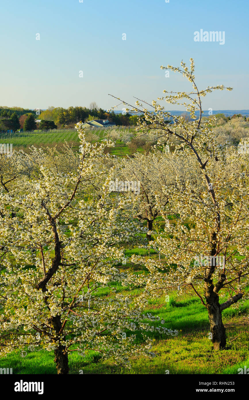 Cherry Orchard, Old Mission Peninsula, Traverse City, Michigan, USA Stock Photo Alamy