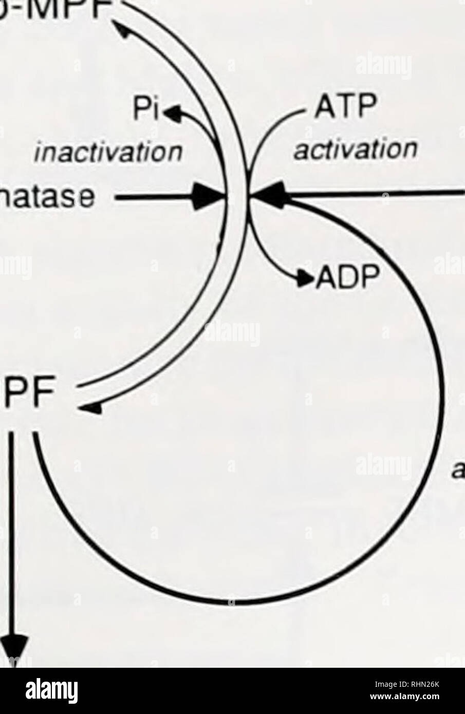 . The Biological bulletin. Biology; Zoology; Biology; Marine Biology ... Biology Diagrams