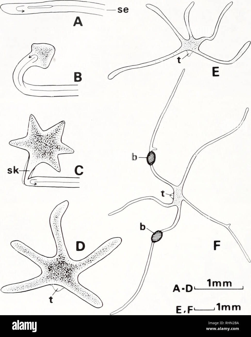 . The Biological bulletin. Biology; Zoology; Biology; Marine Biology