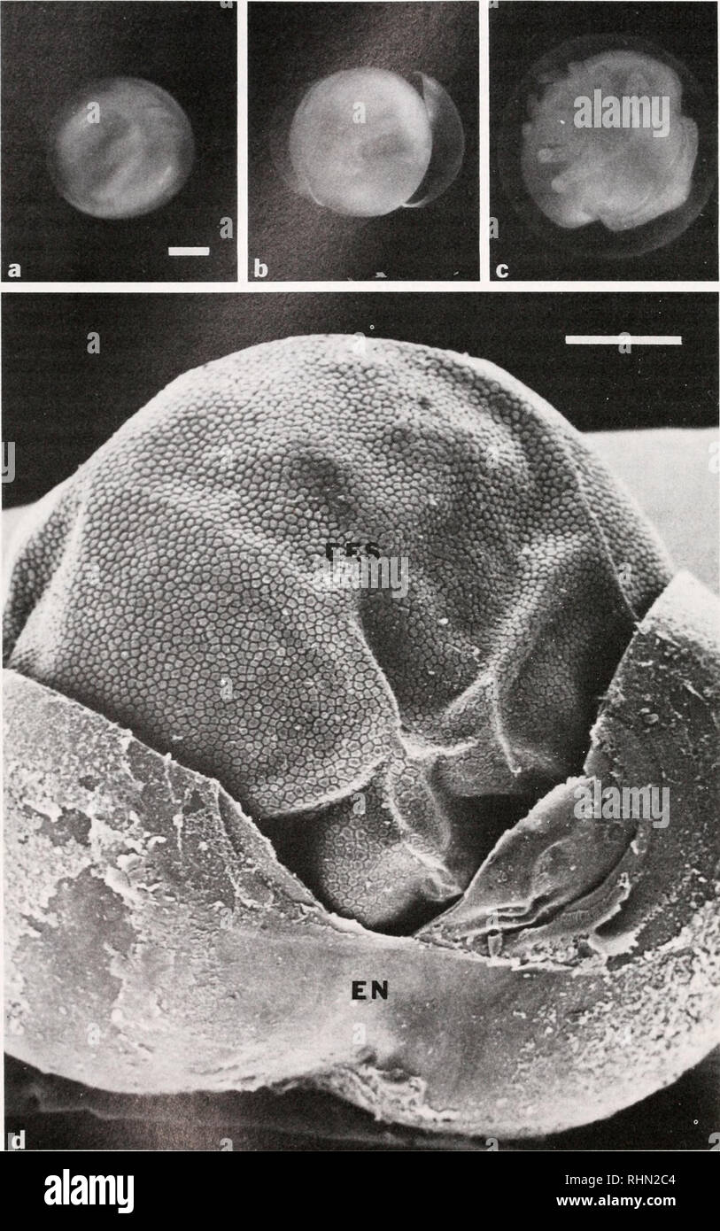 . The Biological bulletin. Biology; Zoology; Biology; Marine Biology. 584 G. A. BANNON AND G. G. BROWN. FIGURE 1. Expansion of the extra-embryonic shell : (a) The embryo is enclosed by the extra-embryonic shell and the egg envelope. Bar = 1.0 mm. (b) The embryo has moulted. Please note that these images are extracted from scanned page images that may have been digitally enhanced for readability - coloration and appearance of these illustrations may not perfectly resemble the original work.. Marine Biological Laboratory (Woods Hole, Mass. ); Marine Biological Laboratory (Woods Hole, Mass. ). An Stock Photo