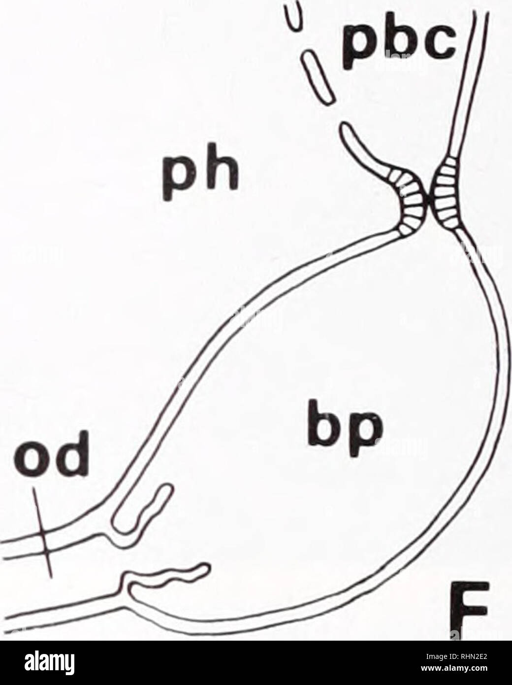 . The Biological bulletin. Biology; Zoology; Biology; Marine Biology. od FIGURE 3. Diagrammatic representation of the brood pouch. A: P. formosana, cross section through a proximal part of the brood pouch. B: P. formosana, cross section through a distal part of the brood pouch. C: P. japonica. cross section through a proximal part of the brood pouch. D: P. japonica. cross section through a distal part of the brood pouch. E: P. sagamiensis, cross section of an early brood pouch. F: P. sagamiensis, longitudinal section of an early brood pouch, bp, brood pouch; od, oviduct; pbc, peribranchial cav Stock Photo