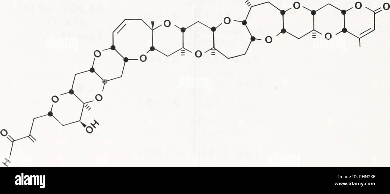 . The Biological bulletin. Biology; Zoology; Biology; Marine Biology. OH Me&quot;. FIGURE 4. (i) Molecular structure of okadaic acid. (2) Molecular structure of brevetoxin B. bled ciguatoxin. Scaritoxin was reported to cause severe hind limb paralysis in mice, a symptom not normally observed with ciguatoxin. Recently, we (Joh and Scheuer, in press) examined parrotfish (Scams sordidus) from a toxic reef on Tarawa atoll, Republic of Kiribati. We also isolated two toxins separable on DEAE cellulose. However, by manipulation on basic alumina we were able to interconvert the two toxins. By TLC comp Stock Photo