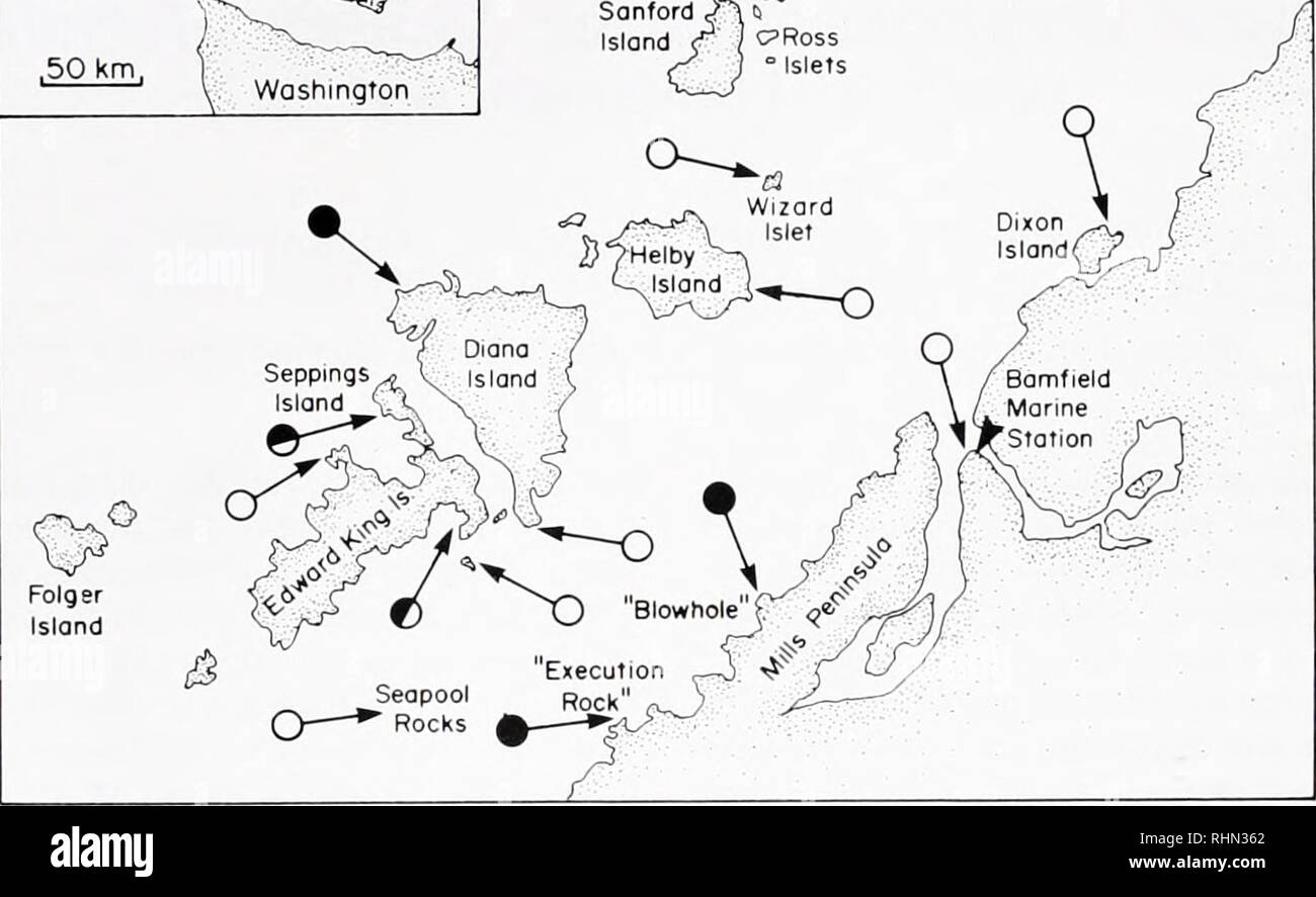 . The Biological bulletin. Biology; Zoology; Biology; Marine Biology. Figure 1. Map of the study region on the southeastern edge of Barkley Sound, British Columbia, Can- ada. Arrows indicate subtidal sites that were systematically surveyed for Molgula pacifica populations. Circles attached to the tails of the arrows give qualitative density values as follows: closed circle: abundant; open circle: absent: half-shaded circle: present in low numbers. type locality. In this paper, we describe the general char- acteristics of this species' habitat, give a quantitative analysis of distributional pat Stock Photo