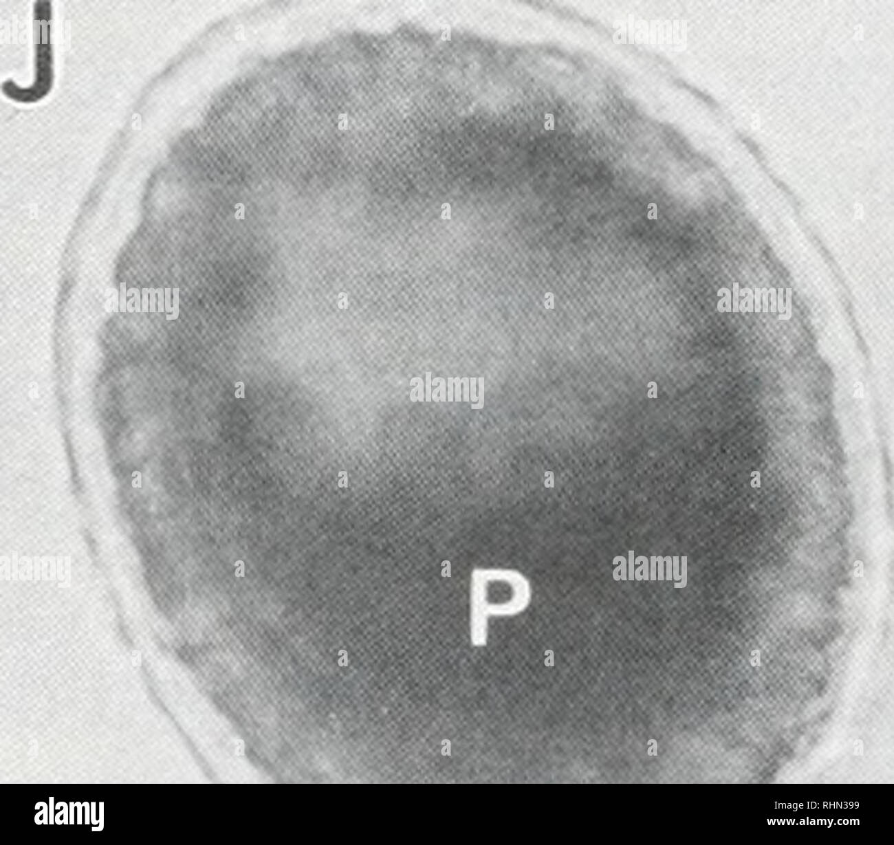 . The Biological bulletin. Biology; Zoology; Biology; Marine Biology