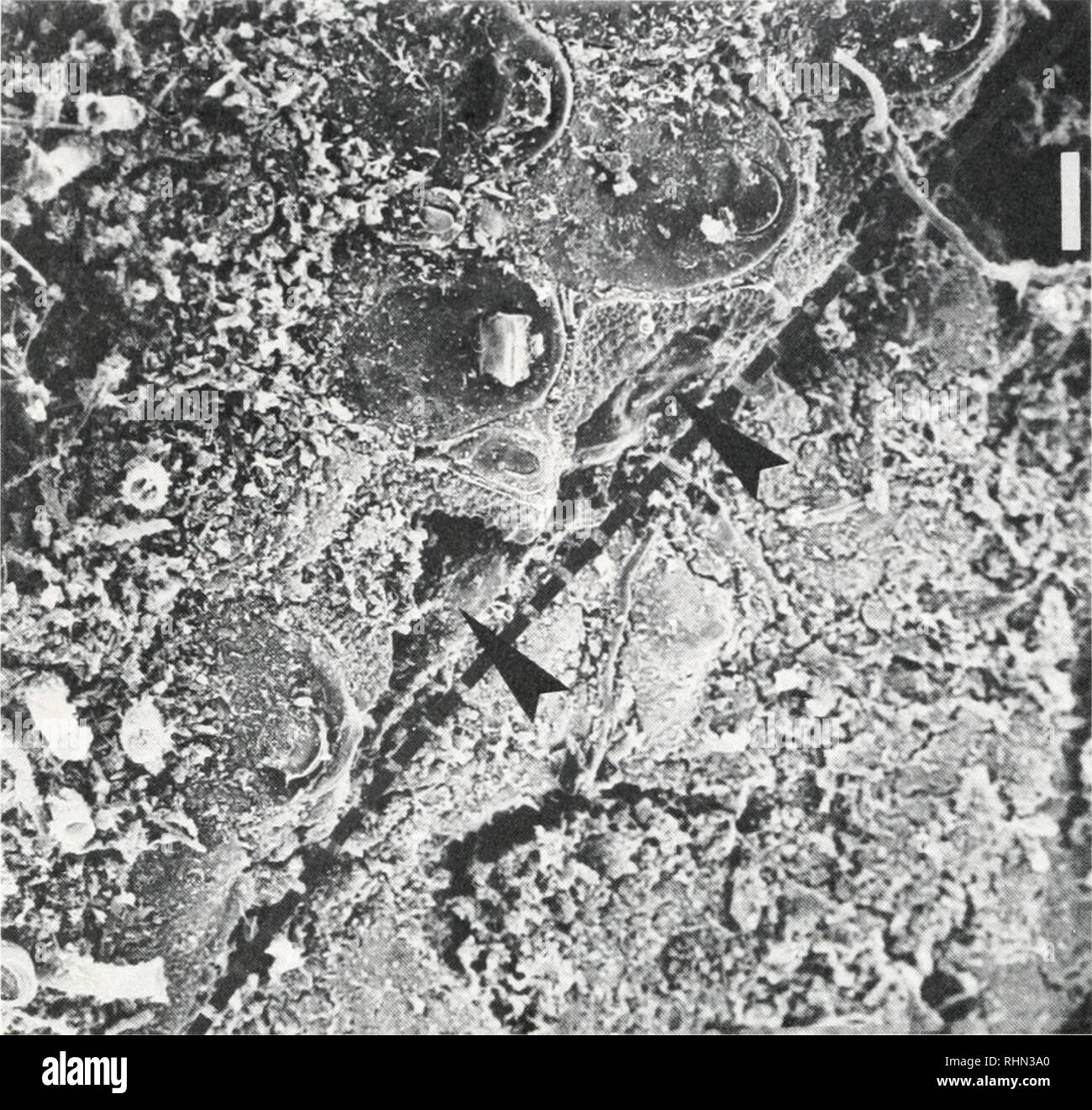 . The Biological bulletin. Biology; Zoology; Biology; Marine Biology. 100 M. LABARBERA. FIGURE 5. SEM micrograph of a bryozoan colony (Antropora tincta) adjacent to a D strigata. The brachiopod's valve margins are indicated by broken lines; note that several zooids adjacent to the brachiopod have been bisected (arrows) and that the colony has been eroded down to its basis beneath the brachiopod. Scale bar = 100 ^m. and mechanically inhibits sponge and bryozoan growth by directly damaging their tissues. The growing edge of sponges is initially thin (Ayling, 1983) and lacks spicular or fibrous r Stock Photo