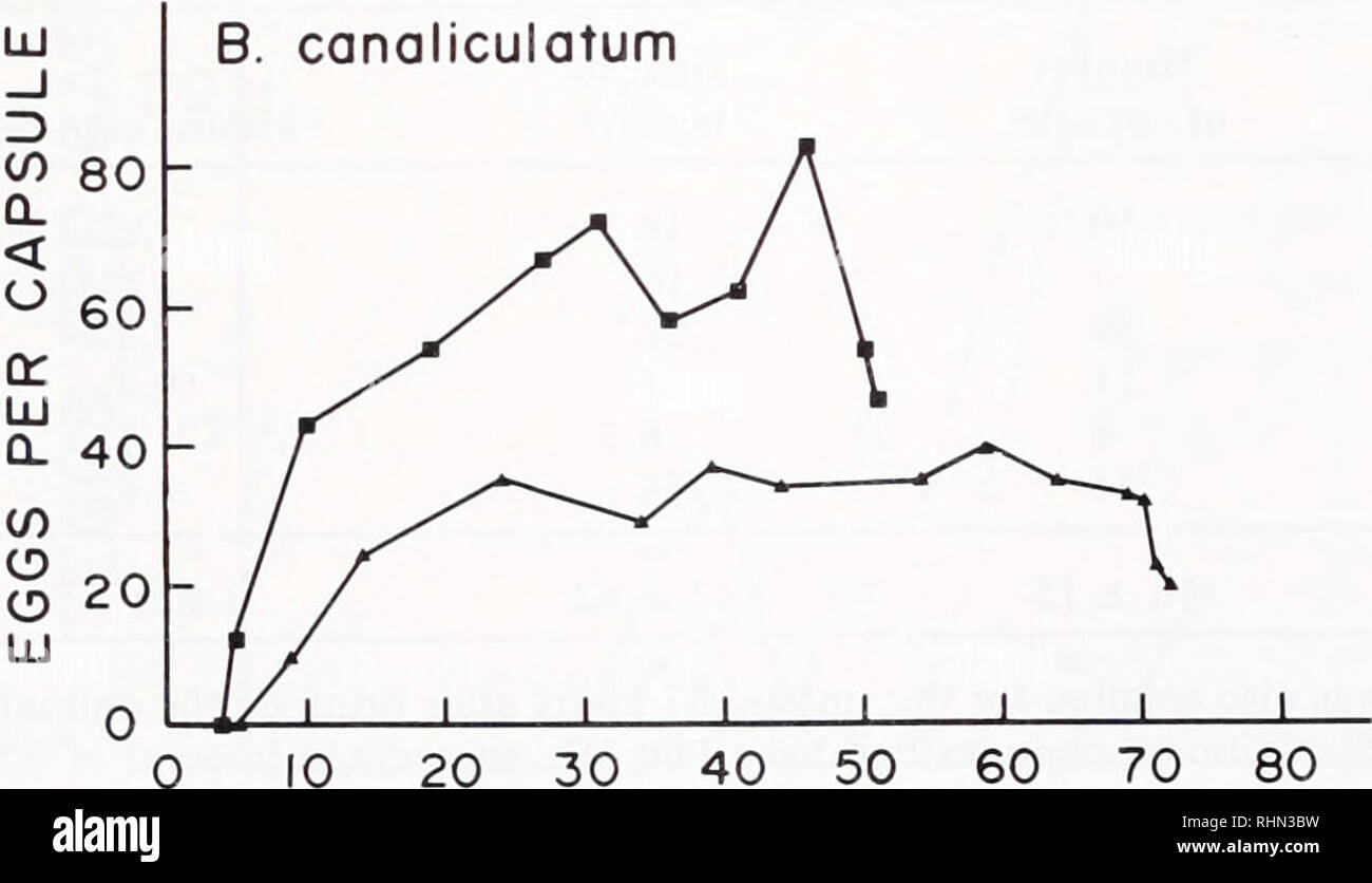 . The Biological bulletin. Biology; Zoology; Biology; Marine Biology. 10 20 30 40 50 60 70 80 90 100 CAPSULE NUMBER LU B. canaliculatum. CAPSULE NUMBER FIGURE 1. Distribution of eggs in B. carica and B. canaliculatum capsule strings collected in the field. The first point in each curve is for the last capsule containing no eggs; all previous capsules had no eggs. For B. canaliculatum, one other capsule string, containing 57 capsules, had no eggs in any capsule.. Please note that these images are extracted from scanned page images that may have been digitally enhanced for readability - colorati Stock Photo