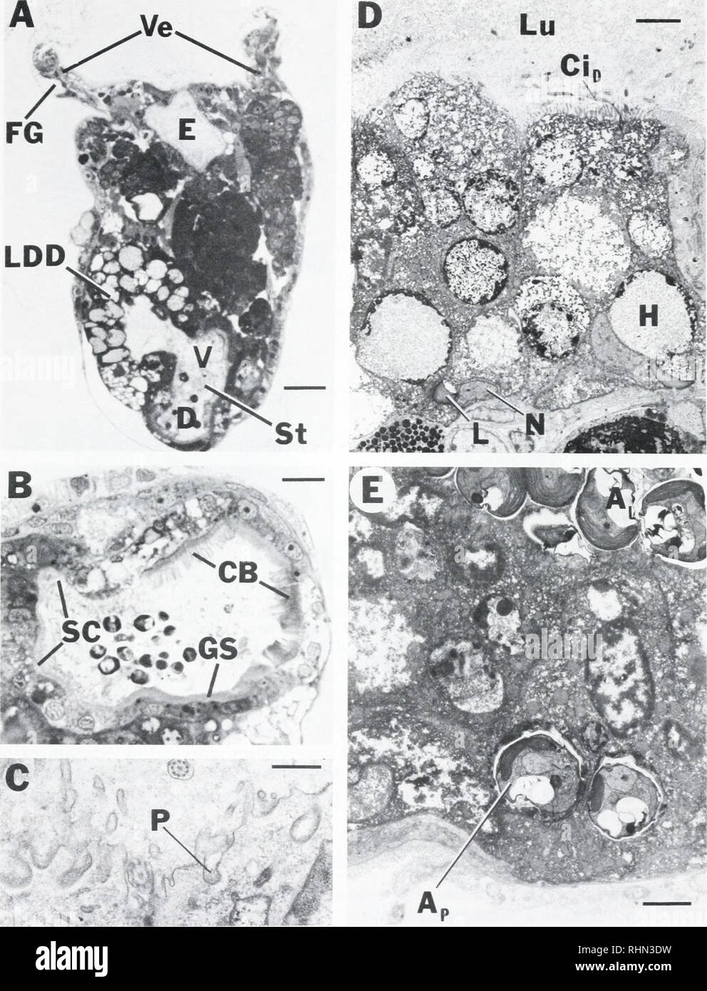 . The Biological bulletin. Biology; Zoology; Biology; Marine Biology