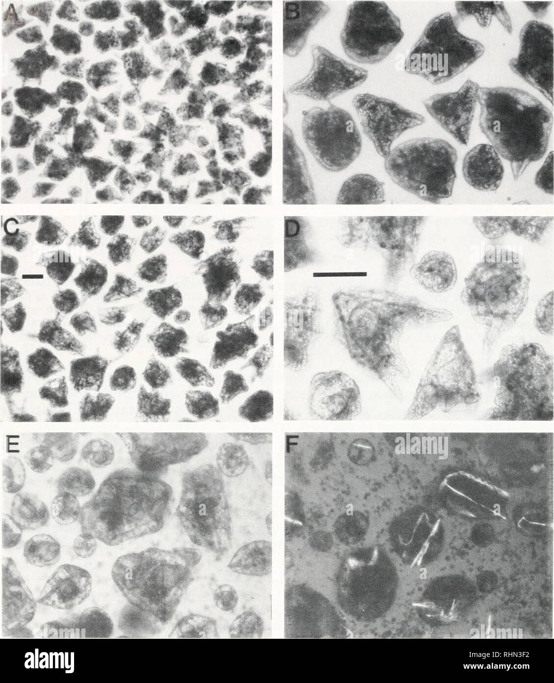 . The Biological bulletin. Biology; Zoology; Biology; Marine Biology. 68 E. G. SCHNEIDER ****. FIGURE 3. Differentiation of collecting aggregates into pluteus-like structures. A and B: .4. punctulata embryoids after incubation in ASW in stationary culture for two days at 20-22°C. C and D: L. variegatus embryoids after incubation in ASW in stationary culture for two days at 20-22°C. E and F: S. pitrpuratus embryoids after incubation in ASW in stationary culture for four days at 16.5°C. All photographs were taken with the aid of a Wild-Heerbrugg phase contrast microscope with a Polaroid camera a Stock Photo