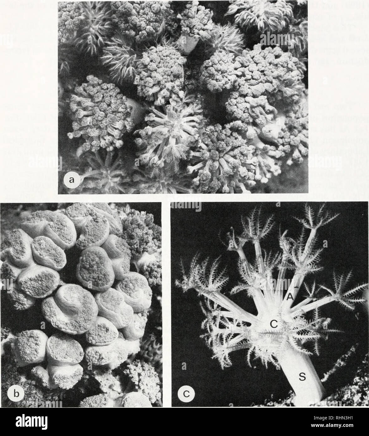 . The Biological bulletin. Biology; Zoology; Biology; Marine Biology. 34 Y. BENAYAHU AND Y. LOYA. FIGURE 1. Colonies of Xenia macrospiculata. a: Aggregation of colonies at the coral reef of Muqebla'. b: Colonies with retracted polyps, c: Colony with extended polyps (X4). Abbreviations: A—anthocodium, C—capitulum, S—stalk. X. macrospiculata colonies are dioecious. Hermaphroditic colonies are very rare; among more than 2000 colonies examined, only three bore both sperm sacs and oocytes. The gonads are arranged along the four lateral and two sulcal mesenteries (Fig. 2b), except for the anthocodia Stock Photo