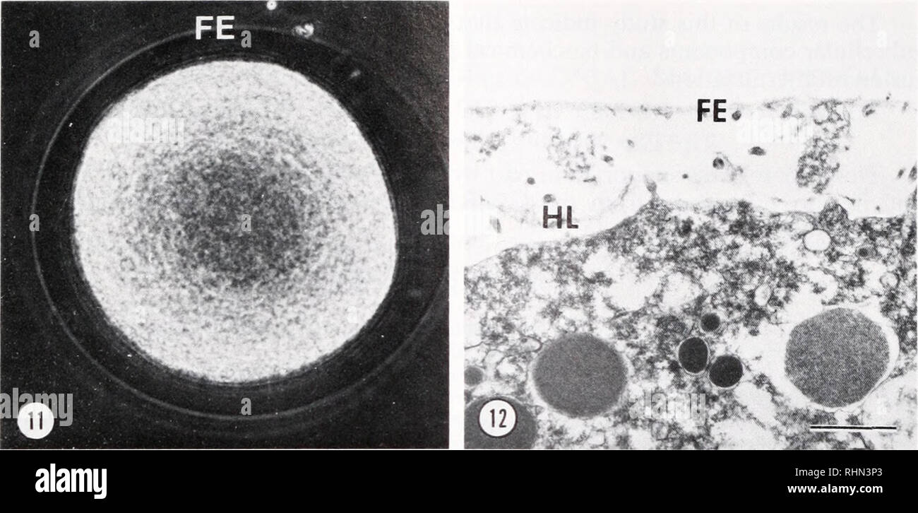 . The Biological bulletin. Biology; Zoology; Biology; Marine Biology. QUERCETIN AND FERTILIZATION 69. FIGURE 11. Lytechinus pictus egg which was exposed to 4^g/ml ionophore A23187. The egg had been treated with 30 nM quercetin for 5 min, inseminated in quercetin and treated with ionophore 5 min later. A fertilization envelope (FE) has formed and sperm have detached. FIGURE 12. Surface of an ionophore-activated, quercetin-treated egg of Lytechinus pictus. Note the presence of a fertilization envelope (FE) and forming hyaline layer (HL) and the absence of cortical granules. Bar = 1.0 1977), and  Stock Photo