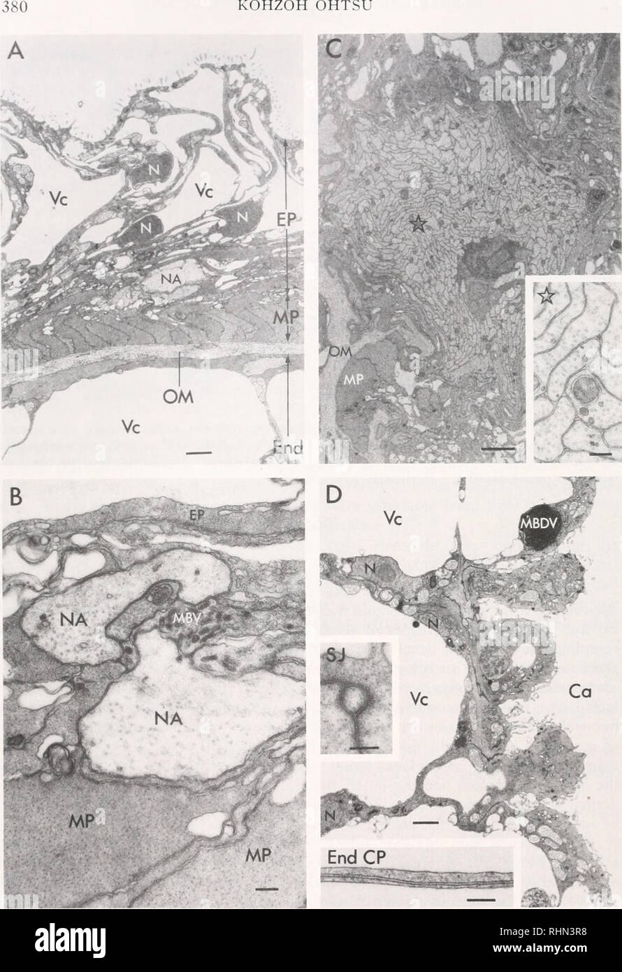 . The Biological bulletin. Biology; Zoology; Biology; Marine Biology. KOHZOH OHTSU. FIGURE 3. Electron micrographs of cross-sections through the radial streaks. A, the ectoderm and a part of the endoderm; B, high magnification of the endoderm; C, the sub- tentacular nerve bundle and high magnification of a part of it (asterisk) ; D, endodermal cells. Ca, canal; End, endoderm; End CP, fine endodermal cell process; EP, the epithelial process of the myoepithelial cell; MBV, membrane bound vesicle; MBDV, membrane bound digestive. Please note that these images are extracted from scanned page images Stock Photo