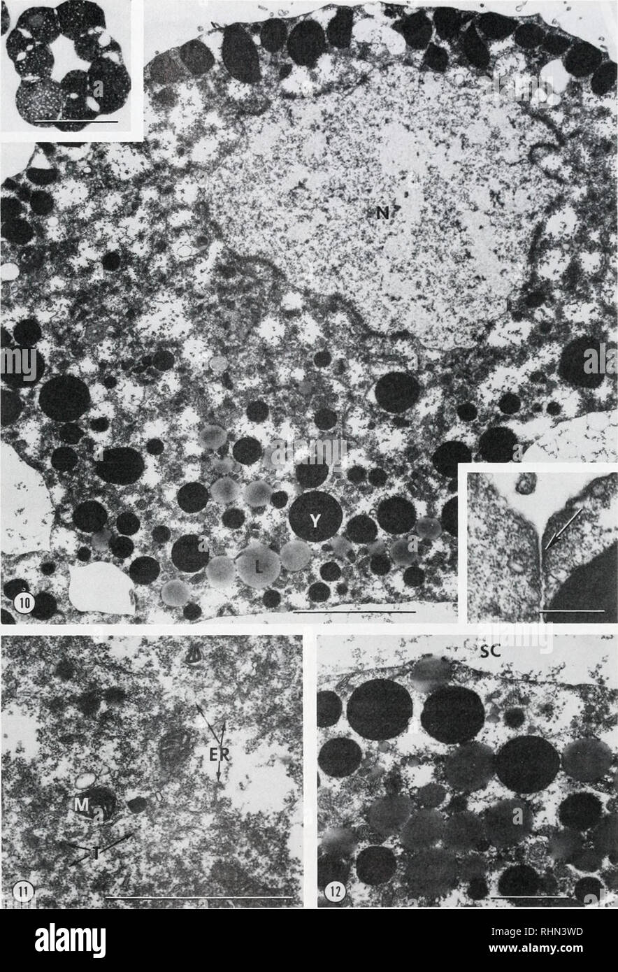 . The Biological bulletin. Biology; Zoology; Biology; Marine Biology. LOCALIZATION IN CHAETOPTERUS 233. FIGURES 10-12. Figure 10. Electron micrograph of a section through a blastomere of a 16-cell embryo. Note polarization of the cell with apical nucleus (N) and basal endoplasm with lipid (L) and yolk (Y). Scale bar = 5.0 jim. Upper inset: light micrograph of a section through a 16-cell embryo. Scale bar = 100 ^m. Lower inset: electron micrograph showing a desmosome (arrow) at the junction between adjacent blastomeres. Scale bar = 1.0 ^m. Figure 11. Section through the hyaloplasm of a 16-cell  Stock Photo