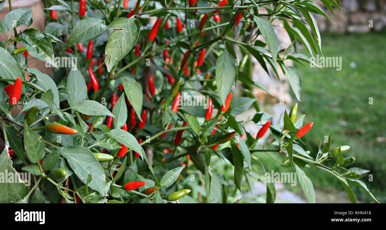 green chili plant Stock Photo Alamy