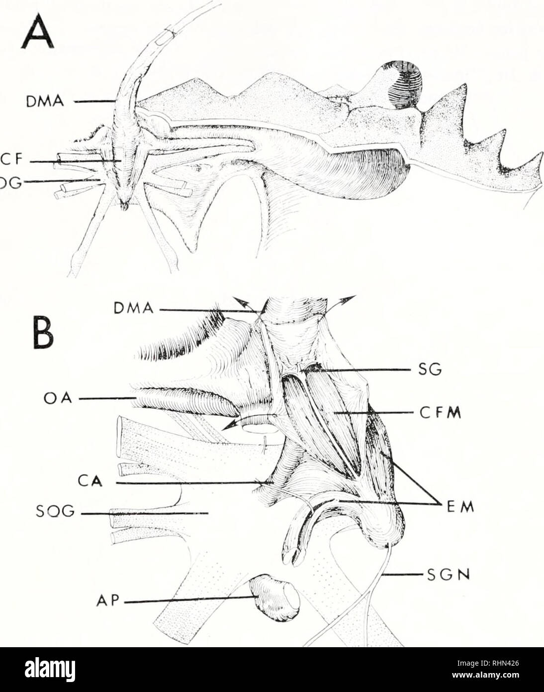 . The Biological bulletin. Biology; Zoology; Biology; Marine Biology. 500 A. STEINACKER SOG. B SOG SGN AP FIGURE 3. Transverse view of the cor frontale in cephalothorax of the Callincctes sapidns. A shows relation of cor frontale (CF) to cephalic structures. DMA indicates dorsal median artery entering the cor frontale. Muscles bordering cor frontale (EM) are the eyestalk muscles. The supraesophageal ganglion (SOG) lies under the cor frontale and receives its blood supply via the cerebral artery (CA). B shows enlarged view of center of (A) showing the cor frontale sinus walls opened at arrows t Stock Photo