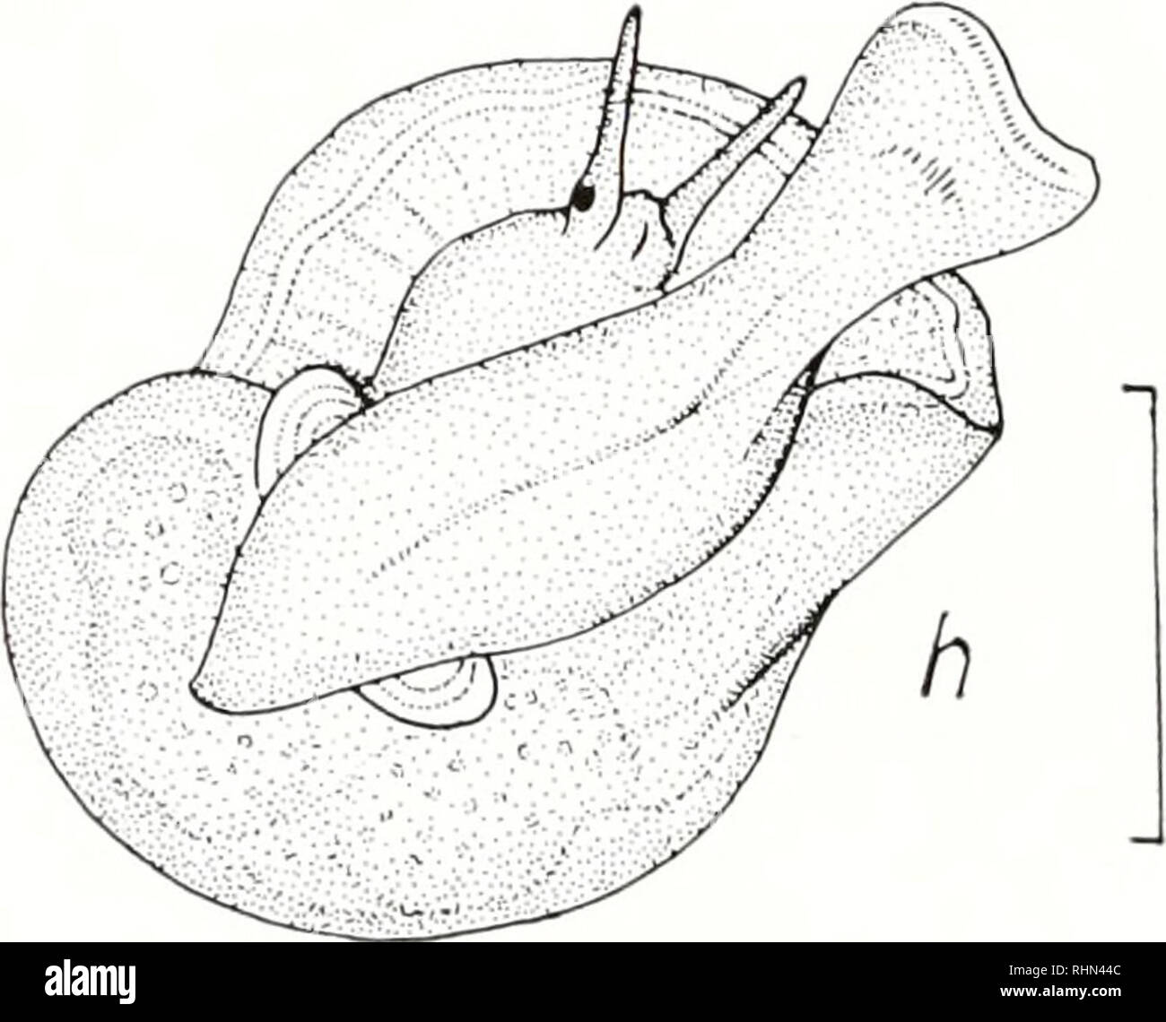 . The Biological bulletin. Biology; Zoology; Biology; Marine Biology. £f FIGURE 4. N. crassilabrum. Different stages of intracapsular development, a) a fertile egg (left side) next to a nurse-egg, in cleavage stage, b) trochophore stage with the outlines of whole nurse-eggs seen through the body wall, c-d) early veliger stage, e-f) mean and advanced veliger stage, g) pre-hatching stage with the velum in reabsorption process, h) hatching juvenile stage. The lines equal 500 face of the foot gradually differentiates a small, thin operculum. On either side of the foot a spherical statocyst is visi Stock Photo