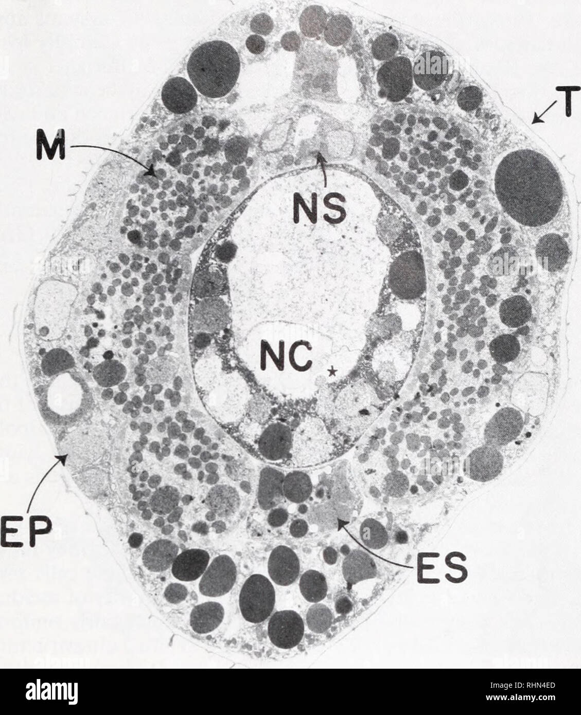 . The Biological bulletin. Biology; Zoology; Biology; Marine Biology