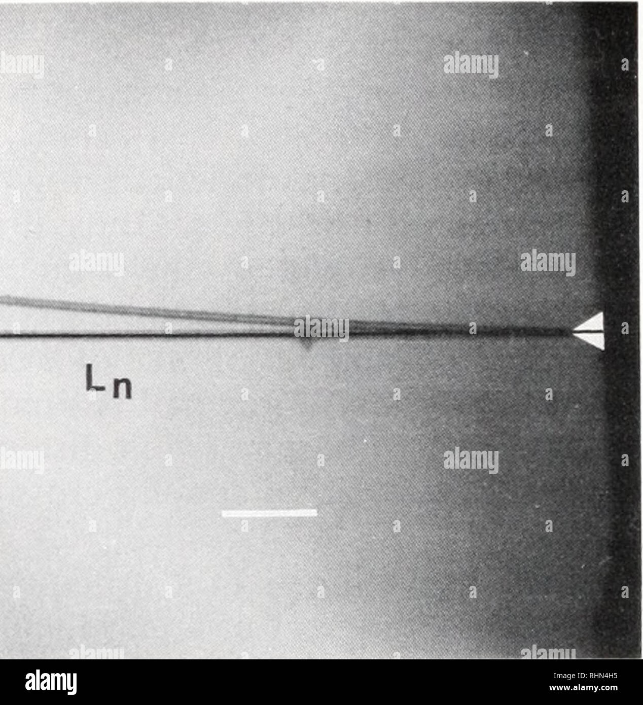 . The Biological bulletin. Biology; Zoology; Biology; Marine Biology. FIGURE 1. Stiffness measuring technique, a double exposure. The spicule was moved to contact and bend the stationary needle, and the first exposure was taken. Then the spicule was moved free of the needle, and a second exposure was taken. The image of the undeflected spicule was then drawn onto the photo. Dimensions were taken from the photographs. Black lines show the length of the cantilever needle, Ln, and spicule, Ls. Yn and Ys are the distances of deflection of the needle and spicule respectively. See text for further e Stock Photo