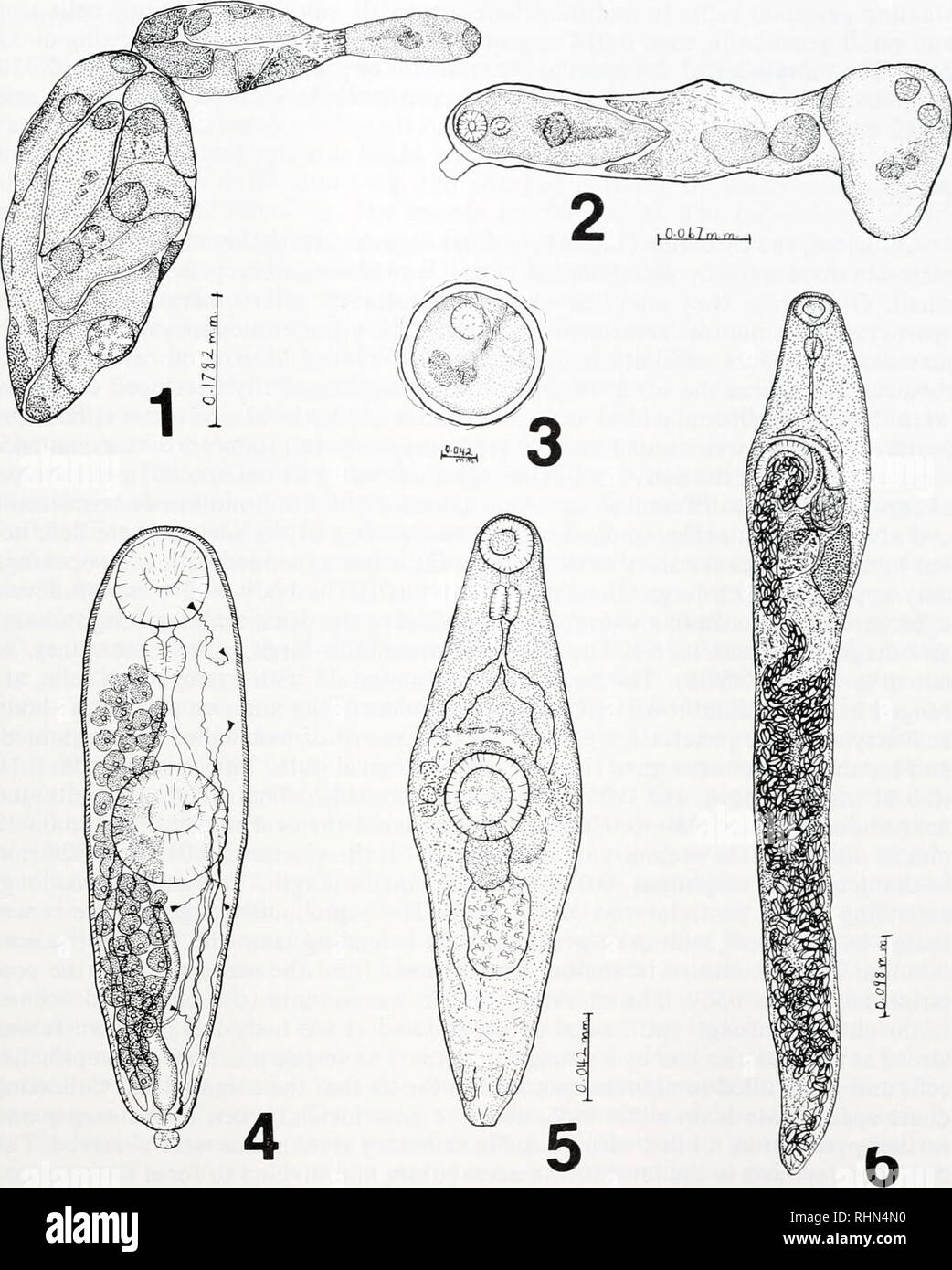 . The Biological bulletin. Biology; Zoology; Biology; Marine Biology. LIFE HISTORY OF LASIOTOCUS ELONGATUS 157. FIGURE 1. Mature daughter sporocyst, 0.94 mm long, with a cercaria emerging through the birth pore. FIGURE 2. Young daughter sporocyst, 0.33 mm long and 0.040 mm wide, with all developmental stages from isolated germinal cells to germ-balls of increasing size and a fully formed cercaria. FIGURE 3. Encysted metacercaria, recovered from seawater, 0.072 mm in diameter. FIGURE 4. Cercaria, drawn from pencil sketches of living specimens, showing cystogenous glands, and details of the dige Stock Photo