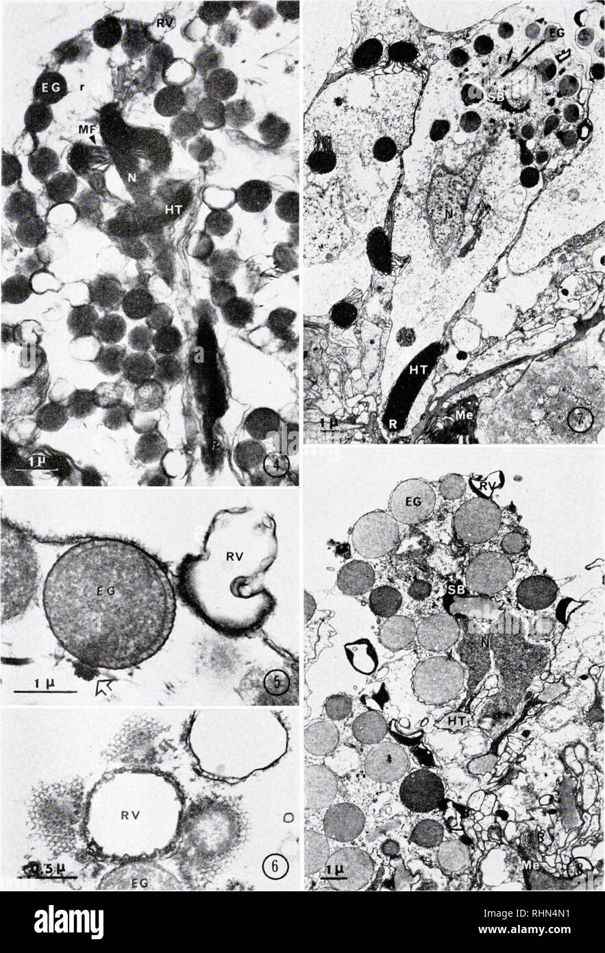 . The Biological bulletin. Biology; Zoology; Biology; Marine Biology. 532 JEAN-MARIE FRANC. FIGURE 4. TEM of a thick section (0.5 /*) of a Pleurobrachia colloblast. EG shows inner eosinophilic granule; HT, helical thread; MF, membrane folds; N, nucleus; R, root; r, radius; RV, outer refractive vesicle.. Please note that these images are extracted from scanned page images that may have been digitally enhanced for readability - coloration and appearance of these illustrations may not perfectly resemble the original work.. Marine Biological Laboratory (Woods Hole, Mass. ); Marine Biological Labor Stock Photo