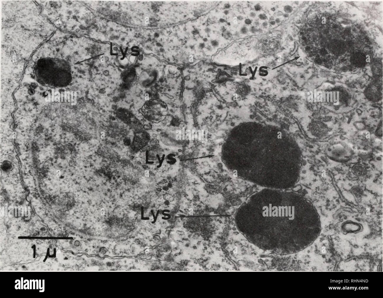 . The Biological bulletin. Biology; Zoology; Biology; Marine Biology