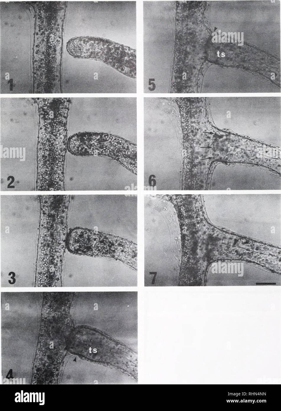. The Biological bulletin. Biology; Zoology; Biology; Marine Biology. COLONY SPECIFICITY IN PEROPHORA 173. FIGURES 1-7. A typical example of fusion. (Fig. 1): 50 min before contact. (Fig. 2): 16 min after contact. (Fig. 3): 2 h after contact. (Fig. 4): 5 h after contact. The arrowhead indicates the test of the 1-stolon encroached upon the test of the t-stolon. ts, terminus of the septum in the t-stolon. (Fig. 5): 6 h after contact. The arrowhead shows the union of epidermis between the two stolons, ts, terminus of the septum in the t-stolon. (Fig. 6): 8 h after contact. The arrows indicates ep Stock Photo
