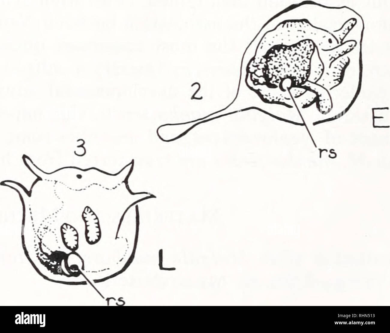. The Biological bulletin. Biology; Zoology; Biology; Marine Biology. FIGURE 1. Inoculation of Molgula with Nephromyces before (&quot;early&quot;: E) and after (&quot;late&quot;: L, L') initiation of feeding. 1: tadpole larva; 2: settled, metamorphosing zooid (renal sac present, feeding organs not functional); 3: feeding zooid (5-7 days after fertilization); 4: zooid several months after fertilization; 5: sexually mature adult, rs, renal sac. Drawings not to scale.. Please note that these images are extracted from scanned page images that may have been digitally enhanced for readability - colo Stock Photo