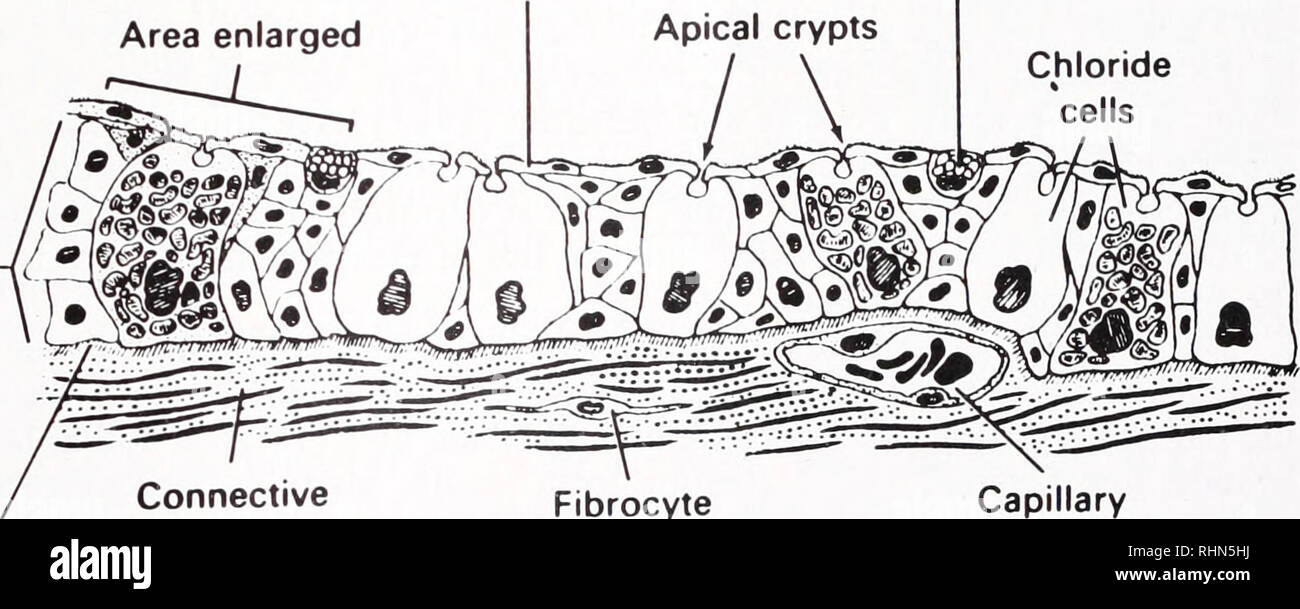 . The Biological bulletin. Biology; Zoology; Biology; Marine Biology. Pavement cells Mucous cell Area enlarged Apical crypts Chloride • cells i! ^ffelr «. Connective Basal lamina tissue Fibrocyte Capillary FIGURE 4. Schematic of the ultrastructure of a &quot;chloride cell&quot; (upper) and opercular epithelium (lower) from the opercular epithelium from Fundulus heteroclitus. In this tissue 50-70% of the cellular population is represented by &quot;chloride cells&quot; whose cytology is identical to that described for the branchial epithelium of teleosts. Reproduced with kind permission from D Stock Photo