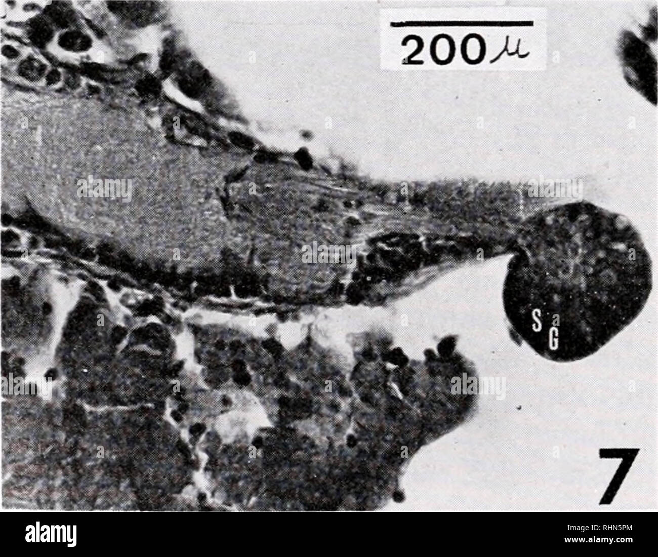 toxicity core shell nanoparticles in bivalves toxicity core shell nanoparticles in bivalves