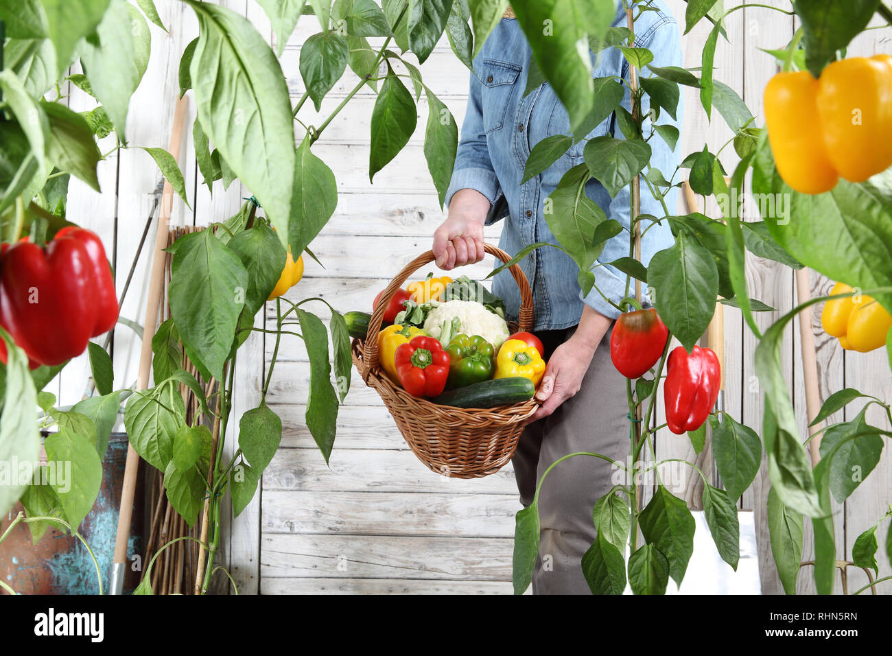 woman in vegetable garden with wicker basket full of vegetables in the ...