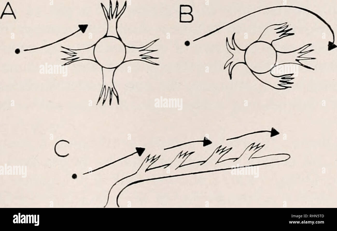 . The Biological bulletin. Biology; Zoology; Biology; Marine Biology