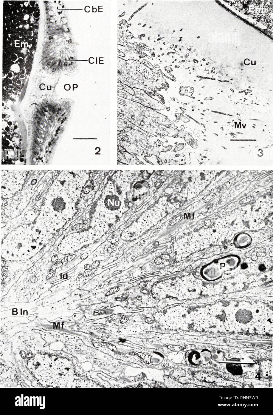 . The Biological bulletin. Biology; Zoology; Biology; Marine Biology. »Cu - ';- :-V^&amp;. FIGURE 2. Light micrograph of a sagittal section through a brooding operculum showing the columnar epithelium (CIE) bordering the opercular pore (OP), cuboidal epithelium (CbE), cuticle ( C'u). and embryos (Em) within the brood chamber. Scale equals 20 /j.. FIGURE 3. A thin section through the apical region of the columnar epithelium bordering the pore of a brooding operculum. Note the narrow diameter of the epithelial cells, the long microvilli (Mv) penetrating the filamentous cuticle (Cu), and a portio Stock Photo