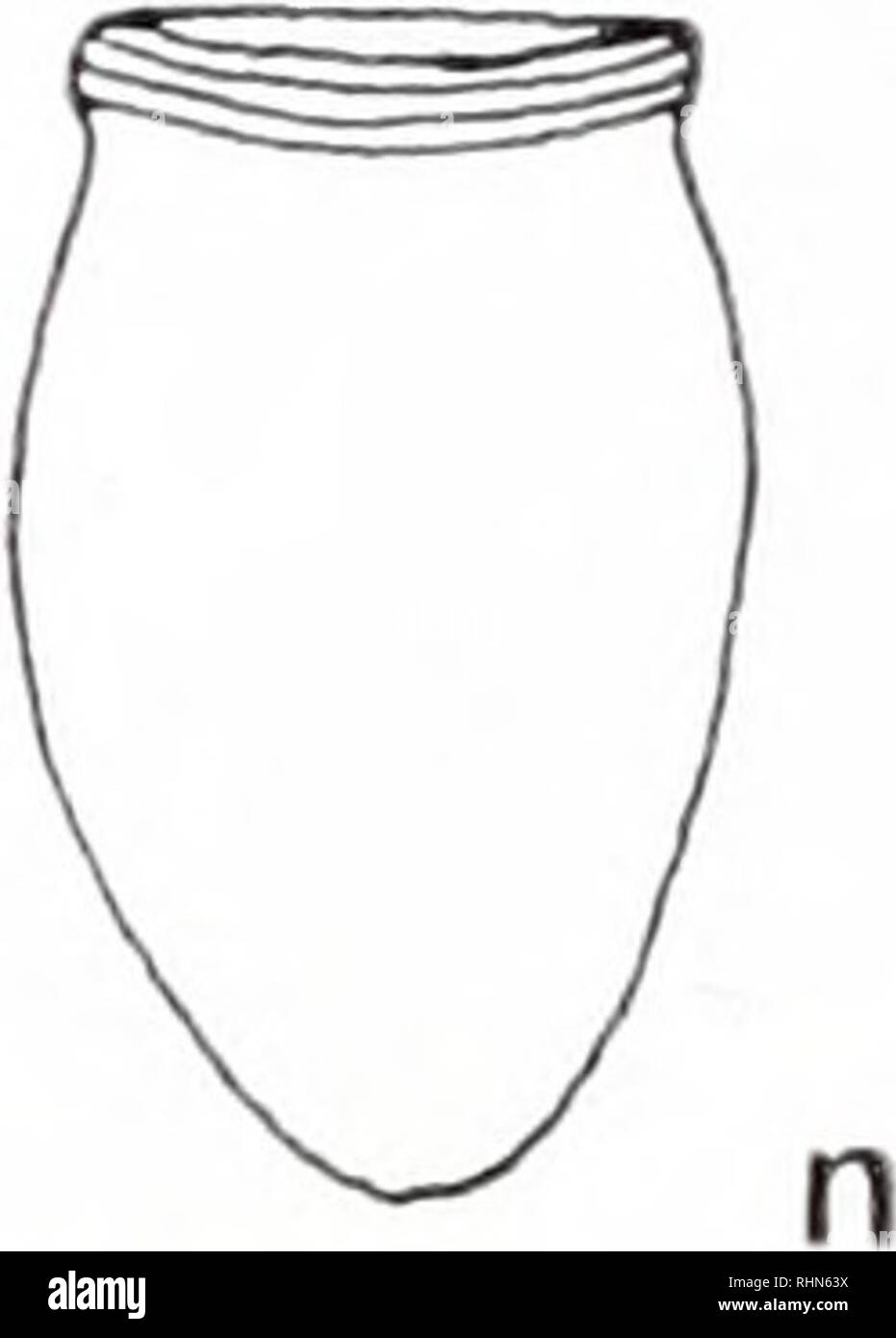 Tintinnopsis High Resolution Stock Photography And Images Alamy